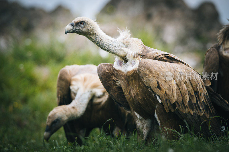 Griffon Vulture (Gyps fulvus)鹰群